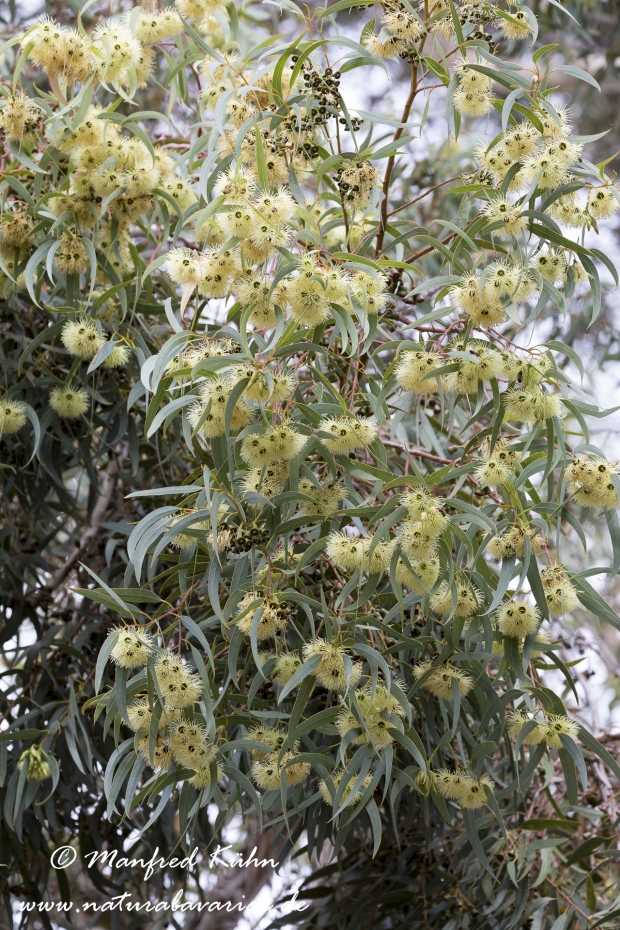 Eukalyptus (Blauer)_0004