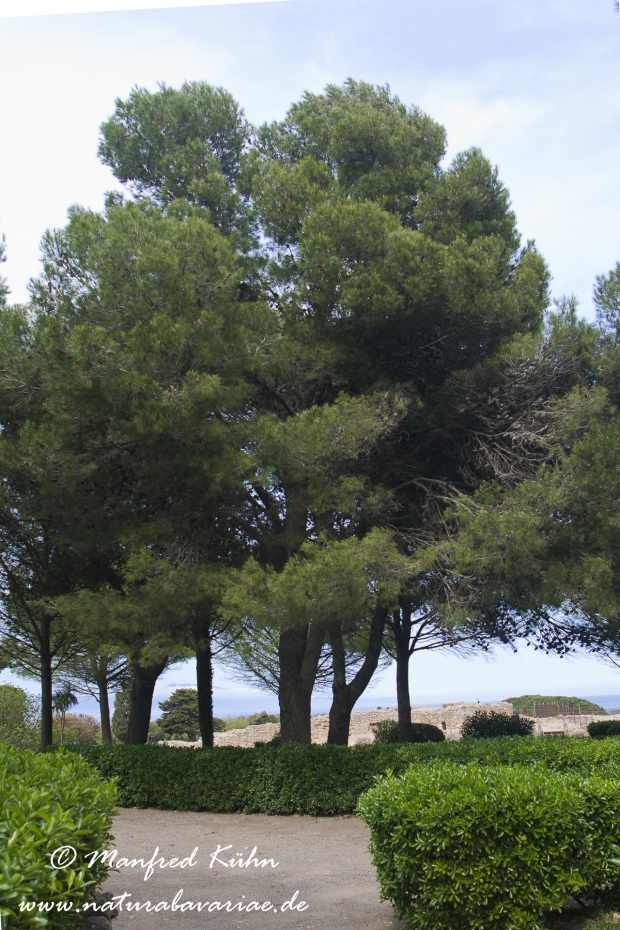 Pinus (Aleppokiefer)_0001