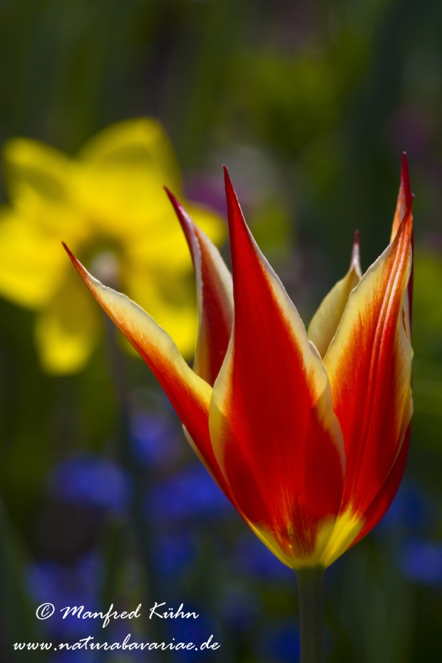 Tulpen (Garten-)_0068