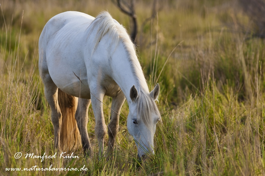 Camarque-Pferd ()_0048