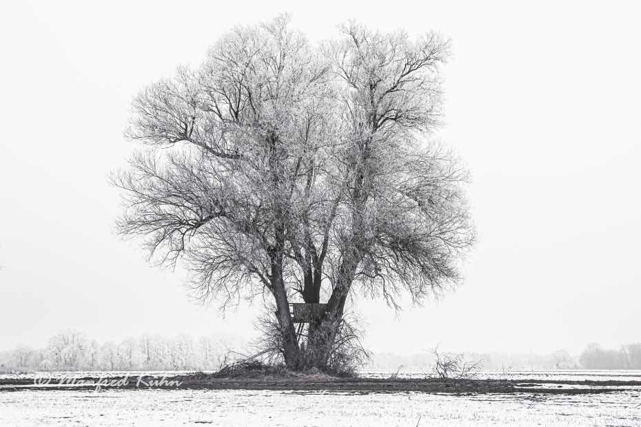 Winter (Bäume)_0031