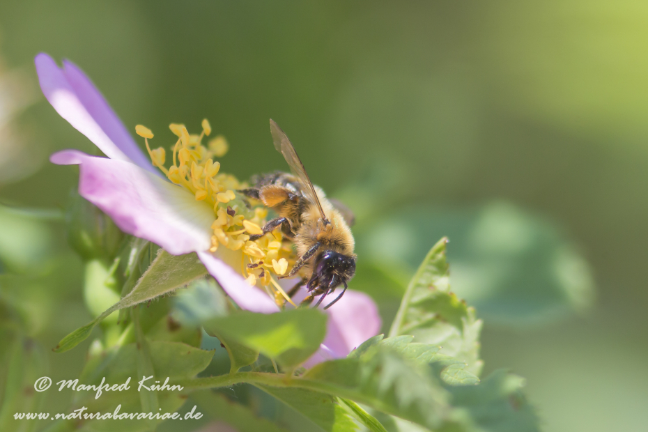 Honigbiene (Westliche)_0046
