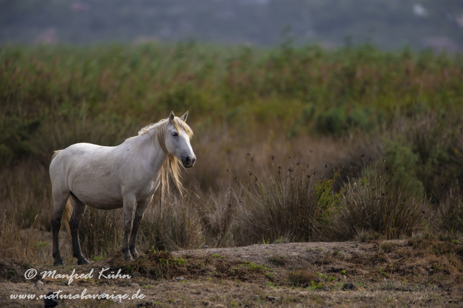 Camarque-Pferd ()_0079