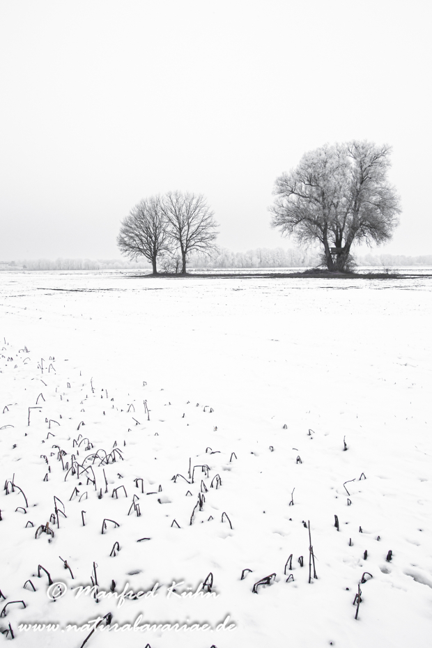 Winter (Bäume)_0029