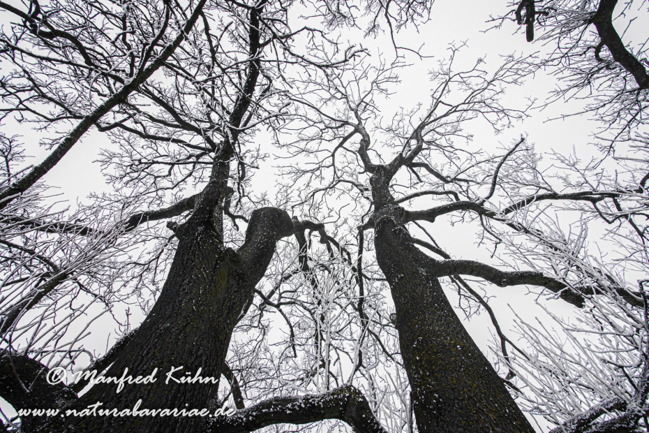 Winter (Bäume)_0052