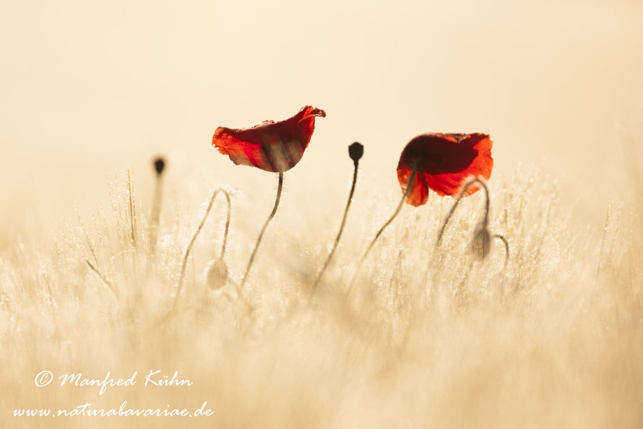 Mohn (Klatschmohn)_0028