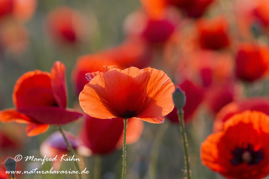 Mohn (Klatschmohn)_0067