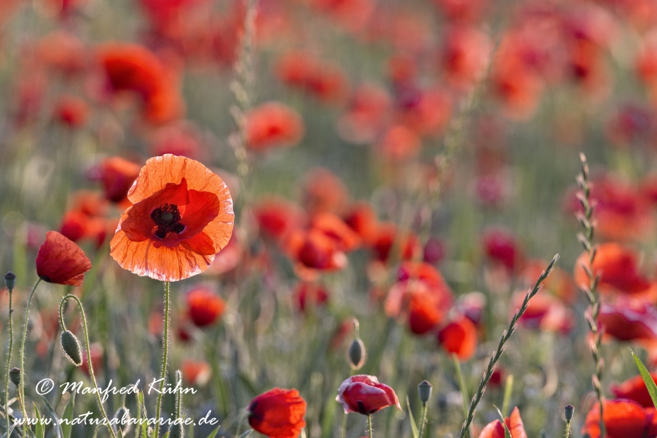 Mohn (Klatschmohn)_0081