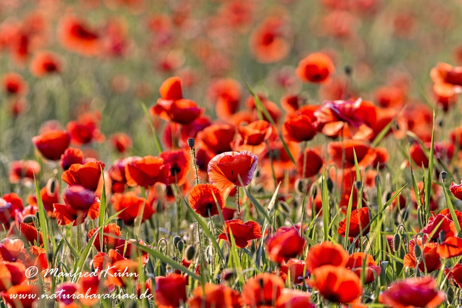 Mohn (Klatschmohn)_0089