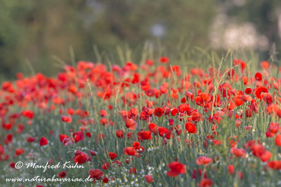 Mohn (Klatschmohn)_0092