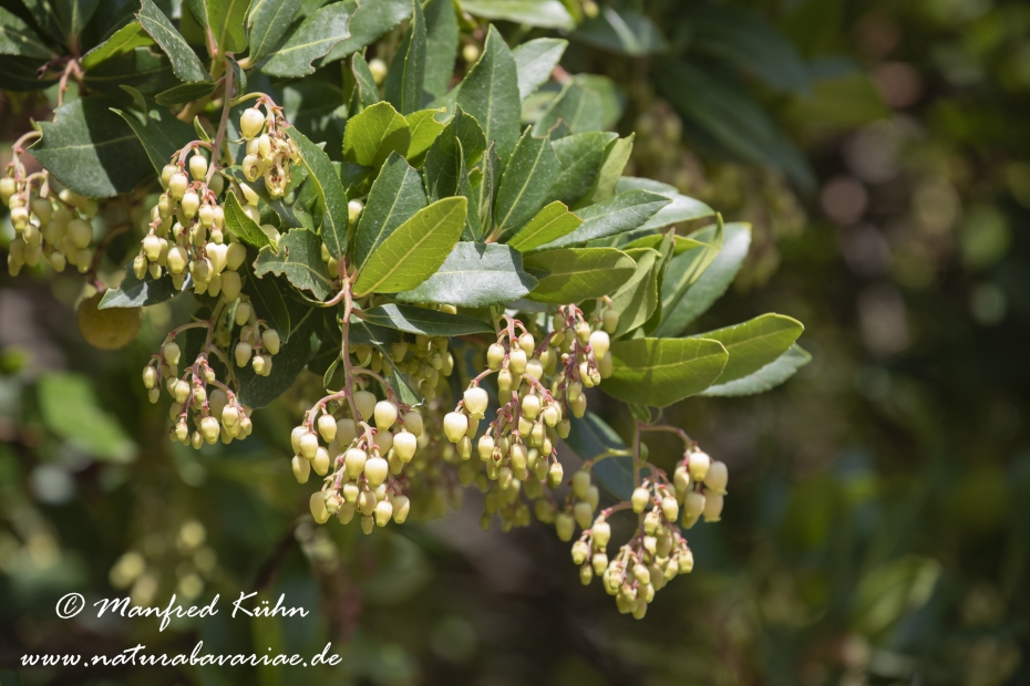 Erdbeerbaum (Westlicher)_0002