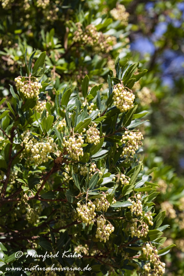 Erdbeerbaum (Westlicher)_0004