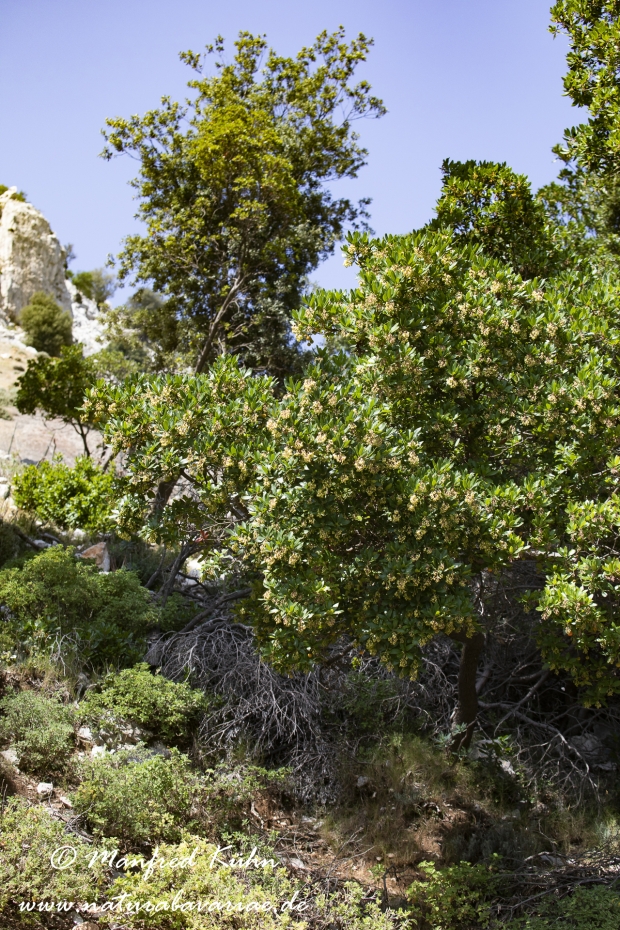 Erdbeerbaum (Westlicher)_0011