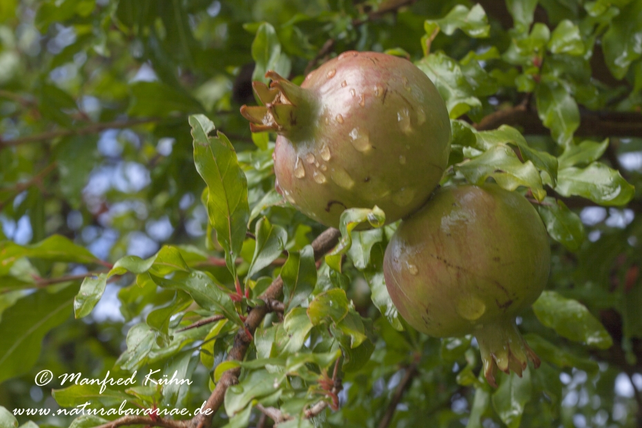 Granatapfel ()_0011