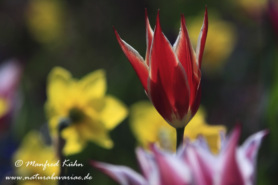 Tulpen (Garten-)_0005