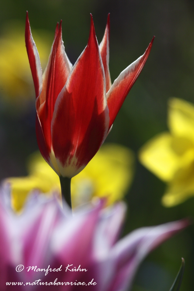 Tulpen (Garten-)_0006