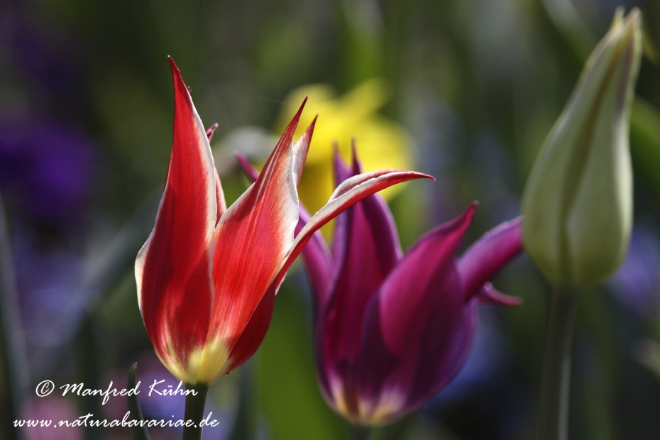 Tulpen (Garten-)_0008