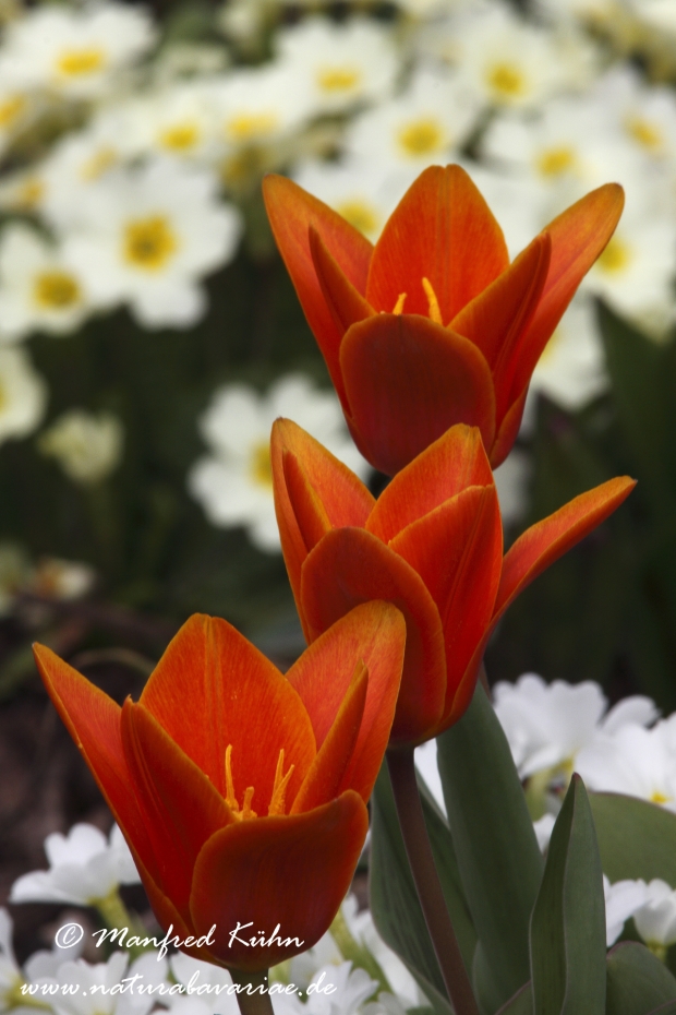 Tulpen (Garten-)_0026
