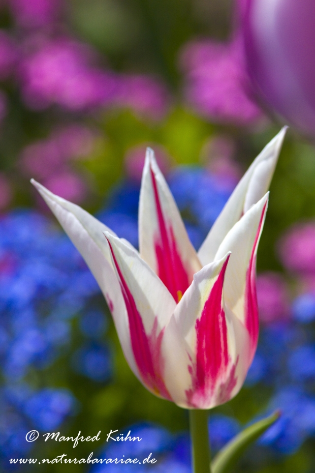 Tulpen (Garten-)_0047