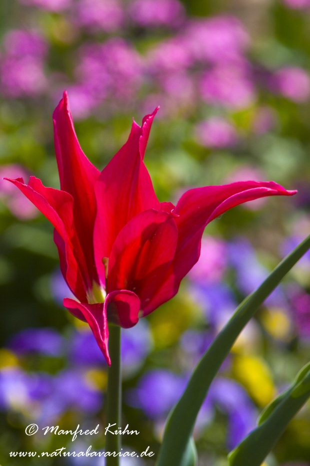 Tulpen (Garten-)_0049