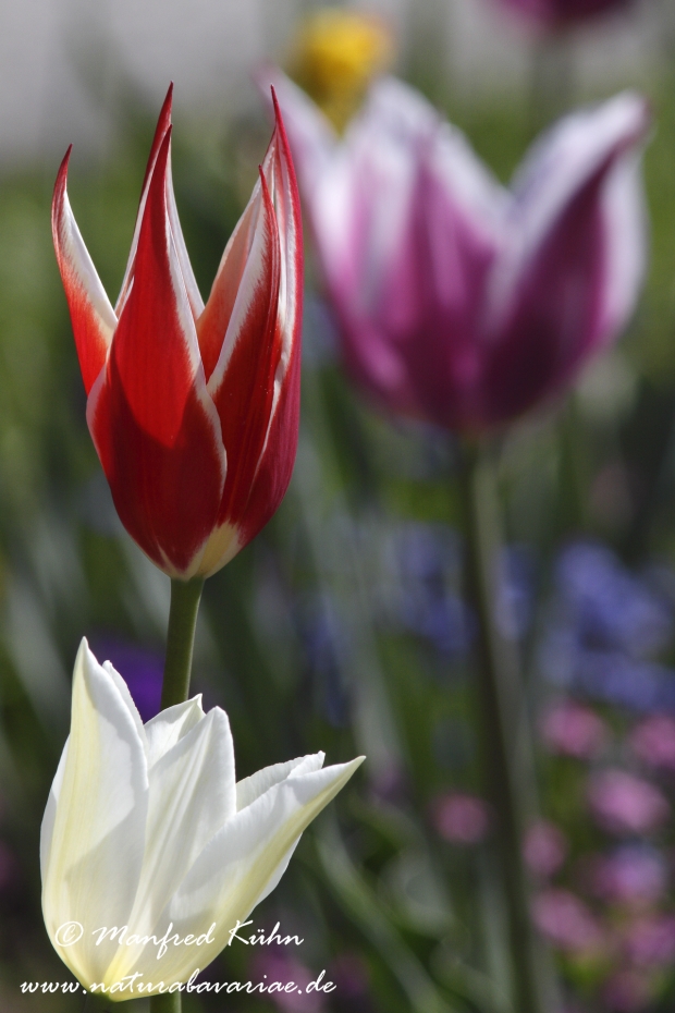 Tulpen (Garten-)_0059