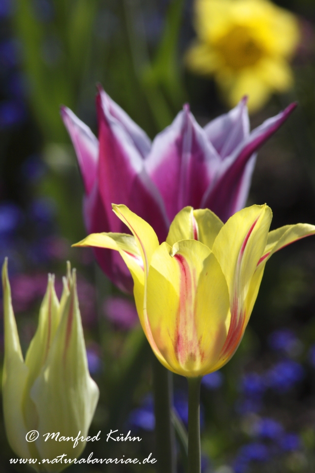 Tulpen (Garten-)_0062