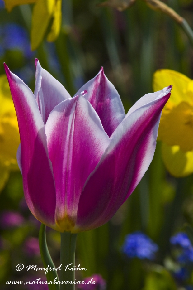 Tulpen (Garten-)_0067