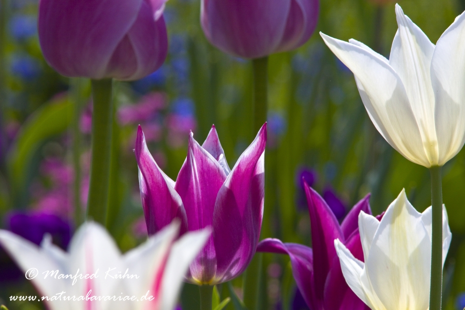 Tulpen (Garten-)_0072