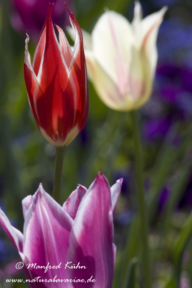 Tulpen (Garten-)_0073