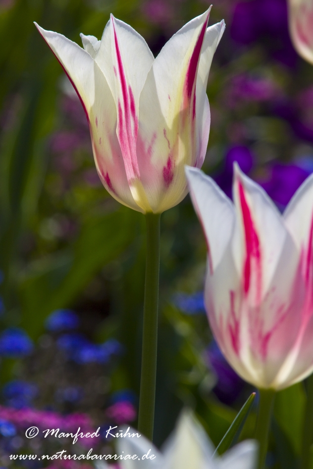 Tulpen (Garten-)_0074