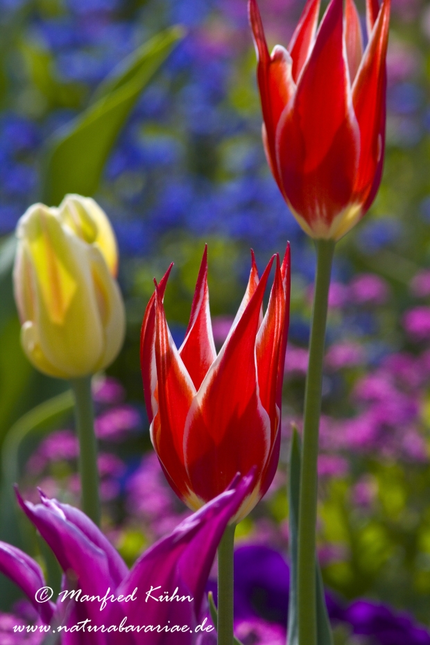 Tulpen (Garten-)_0077