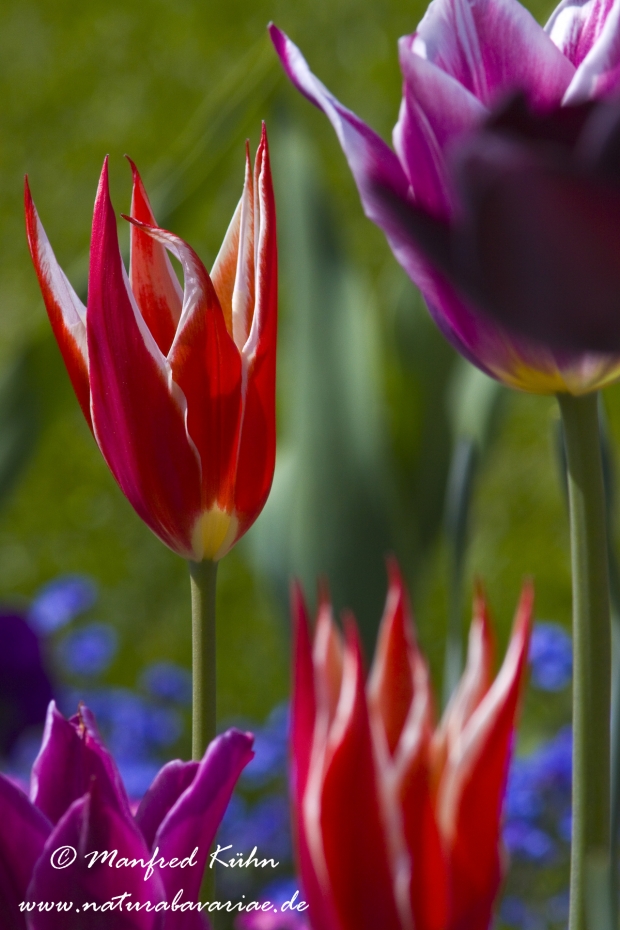 Tulpen (Garten-)_0080