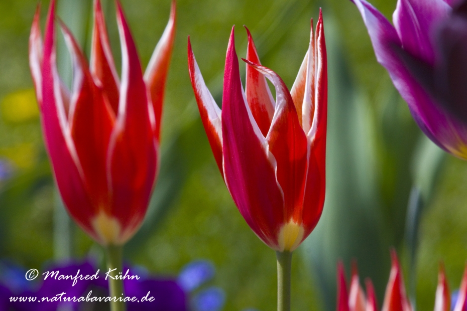 Tulpen (Garten-)_0081