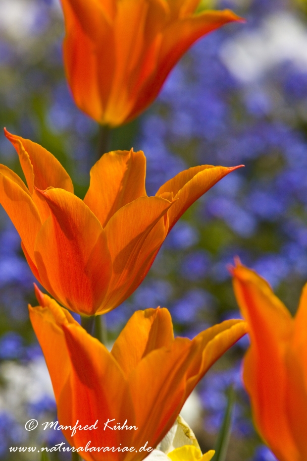 Tulpen (Garten-)_0083