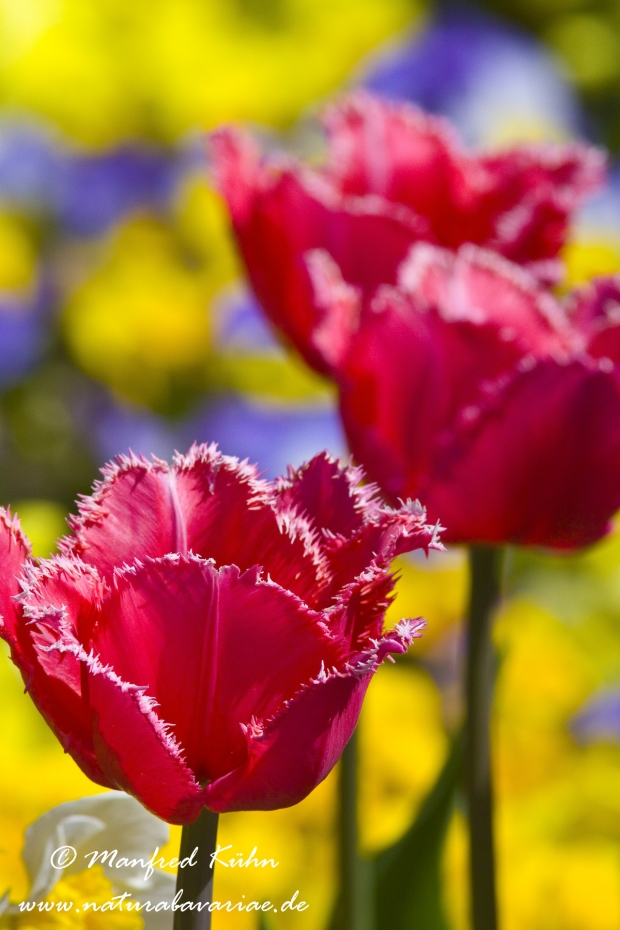 Tulpen (Garten-)_0091