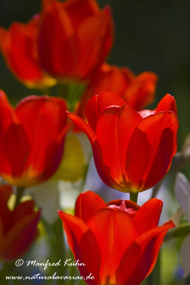 Tulpen (Garten-)_0098