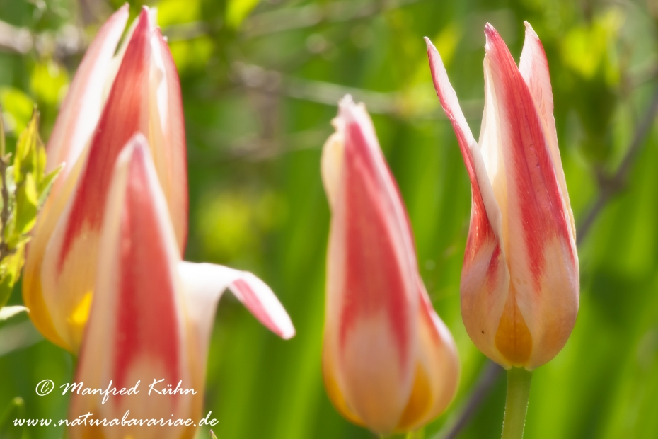 Tulpen (Garten-)_0109