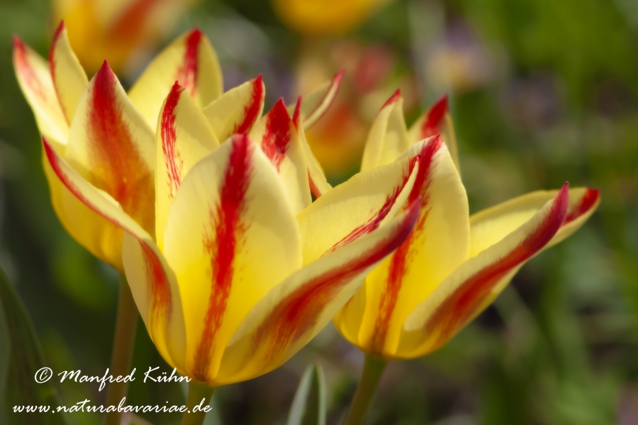 Tulpen (Garten-)_0111