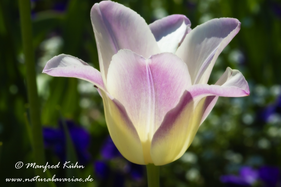 Tulpen (Garten-)_0115