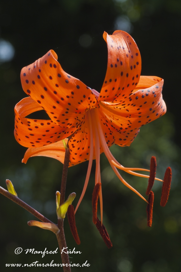 Gartenlilie (Lilium)_0013