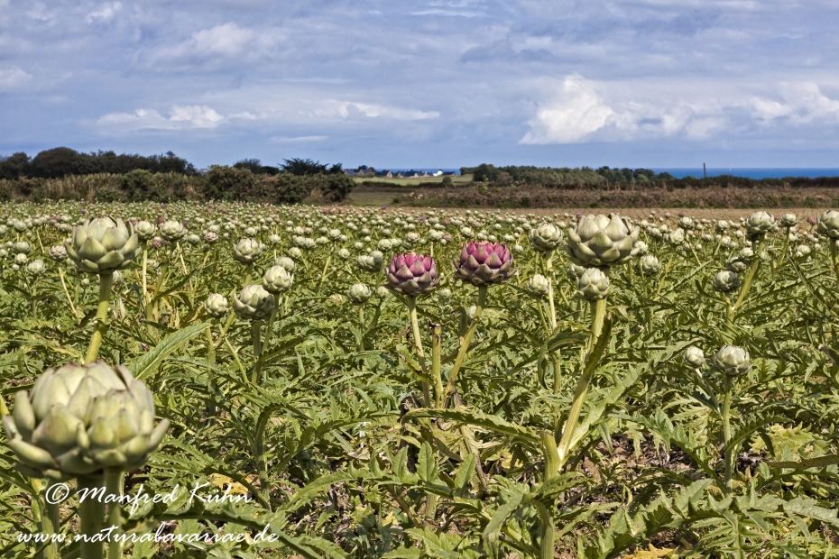 Artischocke (Feld)_0003