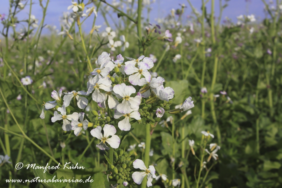 Ölrettich ()_0011
