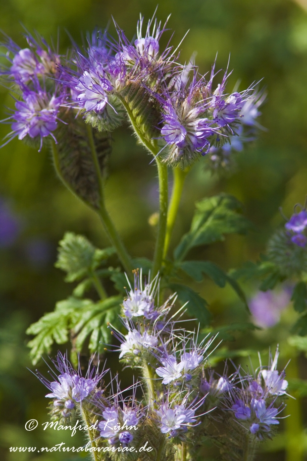 Phacelia ()_0002