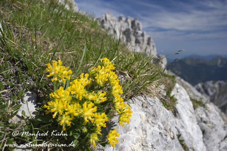 Wundklee (Alpen-)_0019