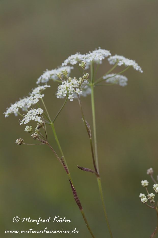 Bibernelle (Kleine)_0010