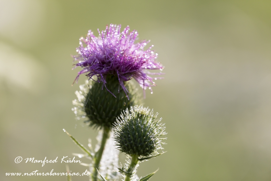 Kratzdistel (gewoehnliche)_0011