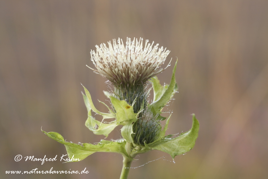 Kratzdistel (Kohl-)_0006