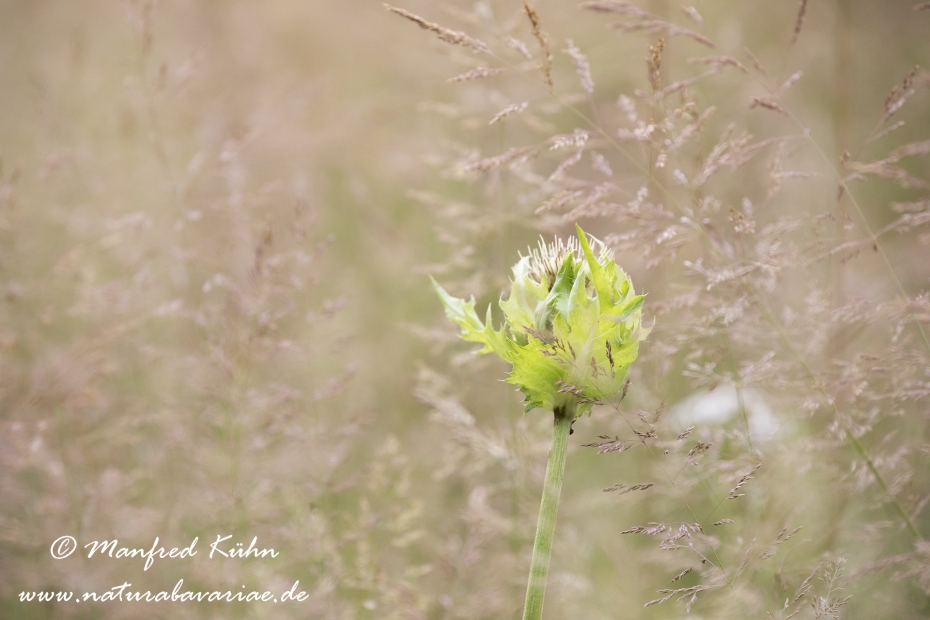 Kratzdistel (Kohl-)_0010