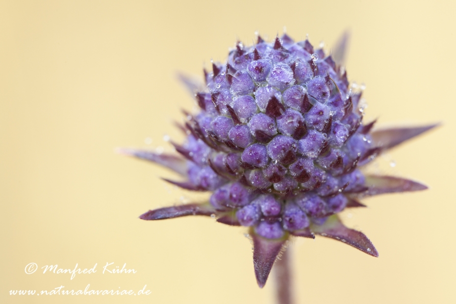 Witwenblume (Wiesen-)_0001