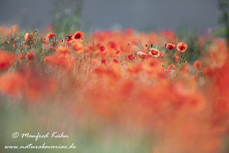 Mohn (Klatschmohn)_0228